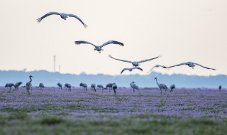 候鸟已归时是什么歌 来了解一下吧