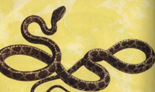 旅游看到蛇了好吗 要如何应对