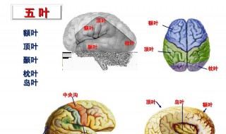 左侧顶叶脑梗塞造成双眼重影吗 怎么办