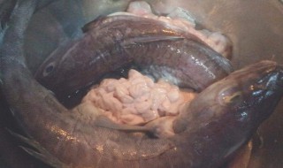 大头腥鱼的做法 这样做鲜嫩好吃