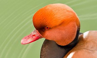 红头鸭是什么品种 红头潜鸭品种