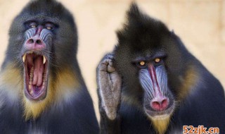 山魁和山魈的区别 有一种是传说