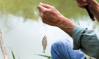 急流中鳊鱼草鱼怎么钓 怎么钓鳊鱼