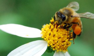 梦见蜂子是什么预兆 梦见蜂子好不好