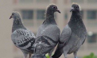 梦见自己是鸽子好不好 原来有这些表现