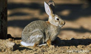 沙漠棉尾兔的寿命 沙漠棉尾兔能活多长时间