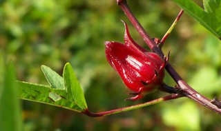 红桃k果酱怎样做 有什么作用