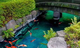 院子鱼池位置风水 院子里鱼池在什么位置好