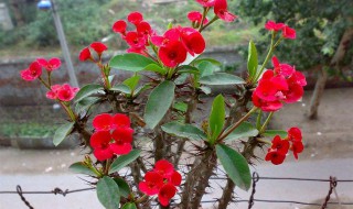 花草怎么养殖方法 你不知道的小妙招