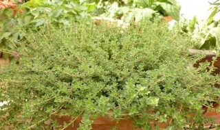 炖羊肉放百里香可以吗 味道鲜美增色不少