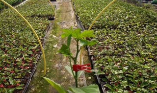 怎样挑选百香果苗 教你正确挑选