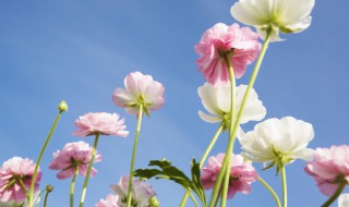 莲花山看灯光秀哪个位置好 好景色