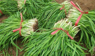 韭菜什么时候就不能割了 韭菜哪个时间不能割了