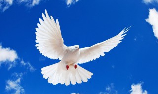 广东最大鸽子养殖场 你了解吗