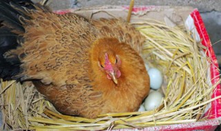 母鸡抱窝催醒小妙招 怎么催醒抱窝的母鸡
