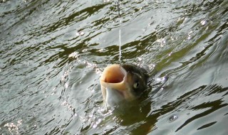 秋天如何用海竿钓鲢鳙 教你如何用海竿钓鲢鳙