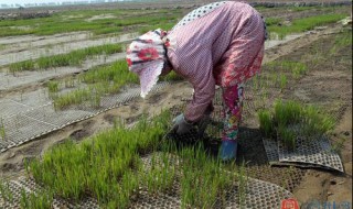 盐碱地种水稻质量 给大家介绍一下