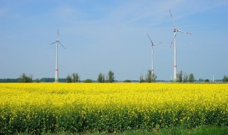 油菜籽几天出苖 油菜籽发芽出苗期是什么时候