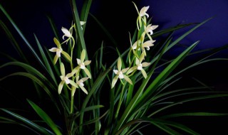 兰花好养吗 大家可以了解一下