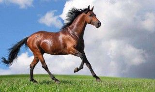 属马男2019年运势 看完就知道运势怎么样了