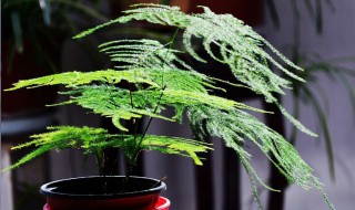 白醋可以浇文竹吗 用这3种水浇最好