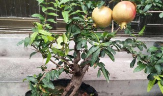 盆景石榴树栽培技术 教你如何在家里栽种石榴树盆栽