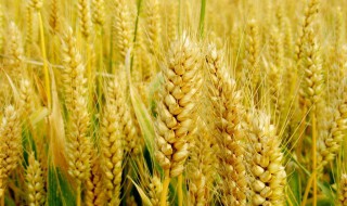 面白好吃的小麦品种有哪些 好吃的品种