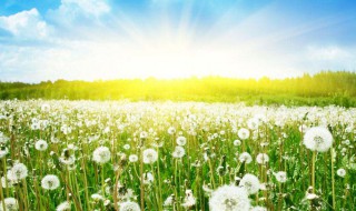 夏枯草和蒲公英的功效 身体虚弱少喝