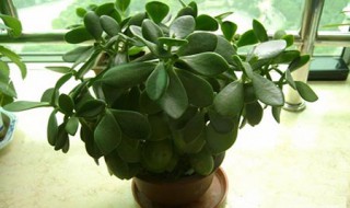 玉树叶子插枝方法 原来那么简单