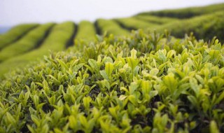 南糯山茶有什么特点 送给喜欢喝茶的你