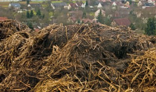 牛粪不发酵能直接用吗 牛粪没有发酵可以直接下地吗
