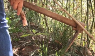 挖冬笋的正确技术 一看就明白