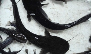 黑十字鱼饲养方法 黑十字鱼饲养技巧