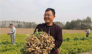 种麦茬花生用什么化肥 怎么添加