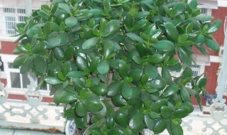 植物玉树的养殖方法 4个步骤令玉树绿满枝头