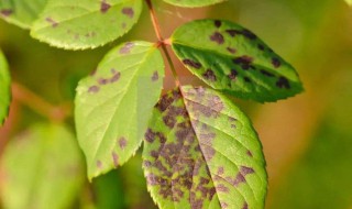 月季枯黄落叶怎么办 有哪些补救措施