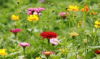 梦见家里有病人 看看准不准