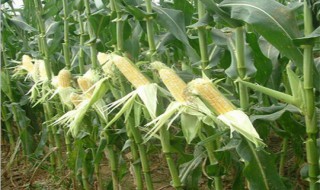 水果玉米怎么种 具体操作