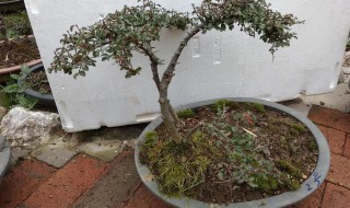 平枝荀子盆景怎么养 药性如何