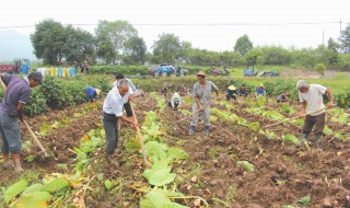 磨竽种植技术 具体步骤