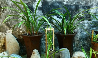 兰花移栽详细步骤 怎么移栽