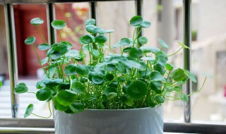 铜钱草可以用氮肥吗 园艺师教你如何正确栽培