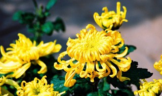 大棚菊花栽培技术 菊花大棚种植技术