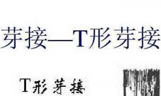 代木质芽接为啥要露白 芽接要露白原因