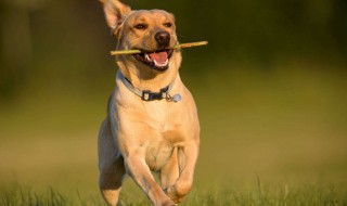 怎么训练狗狗叫一声 怎么训练狗狗