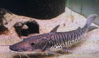 豹斑脂鲶饲养方法 豹斑脂鲶怎么养