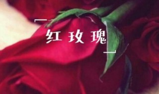 得不到的永远在骚动出自哪里 得不到的永远在骚动是哪首歌的歌词