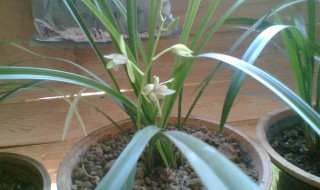 兰花养殖土配制方法 养殖兰花怎么配土