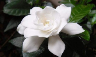 桅子花什么时候换盆 相关注意事项要了解