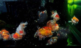 金鱼失漂治疗方法 金鱼失漂症怎么治好